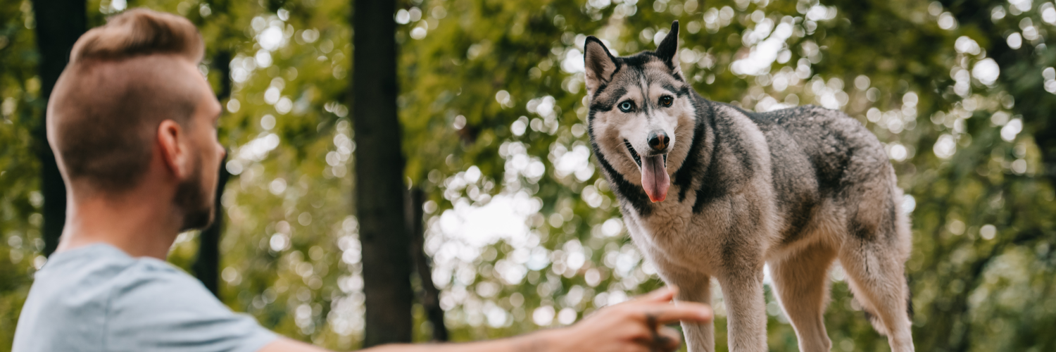 Dog Trainer Insurance Vermont