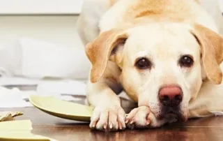 Homeowners Insurance Saint Albans VT